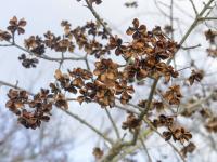 Brslen evropský (Euonymus europaeus)