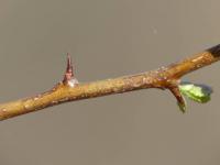 Hloh (Crataegus)