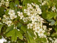 Hloh jednosemenný (Crataegus monogyna)