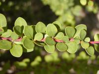 Dřišťál Thunbergův (Berberis thunbergii)