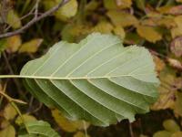 Alnus glutinosa olše lepkavá listy rub Alnus glutinosa olše lepkavá listy rub