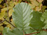 Olše lepkavá (Alnus glutinosa)