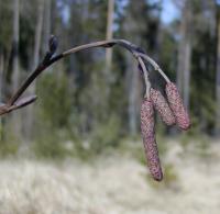 Olše lepkavá (Alnus glutinosa)