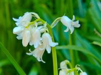 Hyacintovec španělský (Hyacinthoides hispanica)