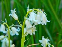 Hyacintovec španělský (Hyacinthoides hispanica)