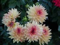 Jiřinka zahradní (Dahlia pinnata)