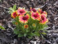 Kokarda osinatá 'Kobold' (Gaillardia aristata)