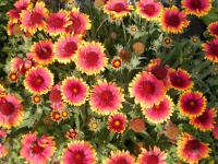 Kokarda osinatá 'Kobold' (Gaillardia aristata)