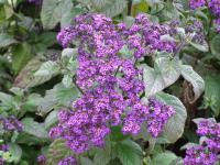 Otočník stromovitý