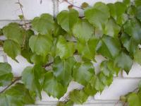 Loubinec trojlaločný 'Veitchii' (Parthenocissus tricuspidata)