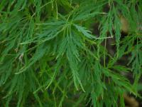 Javor dlanitolistý Dissectum Viridis (Acer palmatum)