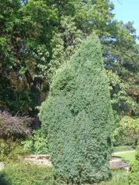 Jalovec obecný (Juniperus communis)