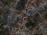 Jalovec obecný (Juniperus communis)