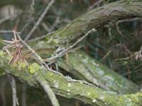 Jalovec obecný (Juniperus communis)