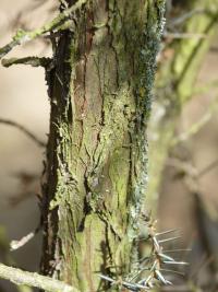 Jalovec obecný (Juniperus communis)