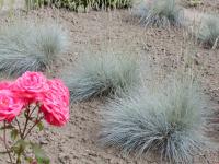 Festuca ovina kostřava ovčí rostlina Festuca ovina kostřava ovčí rostlina