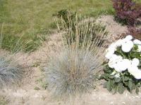 Festuca ovina kostřava ovčí rostlina Festuca ovina kostřava ovčí rostlina