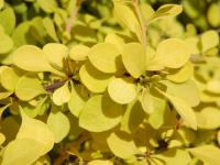 Dřišťál Thunbergův Aurea (Berberis thunbergii)