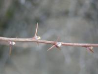 Dřišťál thunbergův 'Atropurpurea' (Berberis thunbergii)