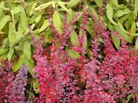 Dřišťál thunbergův 'Atropurpurea' (Berberis thunbergii)