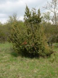 Jalovec obecný (Juniperus communis)