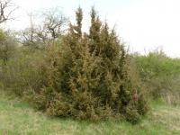 Jalovec obecný (Juniperus communis)