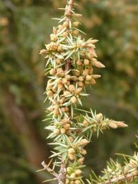 Jalovec obecný (Juniperus communis)