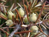 Jalovec obecný (Juniperus communis)
