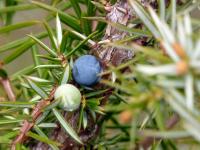 Jalovec obecný (Juniperus communis)