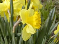 Narcis 'Dutch Master' - Trubkovité narcisy