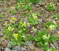 Prvosenka jarní (Primula veris)