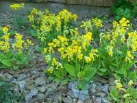 Prvosenka jarní (Primula veris)
