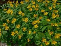 Sasanka pryskyřníkovitá (Anemone ranunculoides)