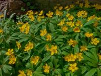 Sasanka pryskyřníkovitá (Anemone ranunculoides)