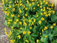 Sasanka pryskyřníkovitá (Anemone ranunculoides)