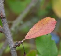 Blackthorn (Prunus spinosa)