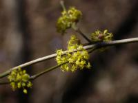 Cornelian-cherry (Cornus mas)
