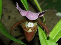 Střevíčníkovec (Paphiopedilum charlesworthii)