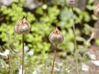 Tulipán pozdní (Tulipa urumiensis)