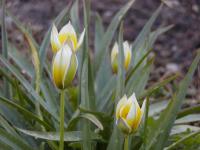 Tulipán pozdní (Tulipa urumiensis)