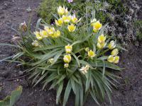 Tulipán pozdní (Tulipa urumiensis)