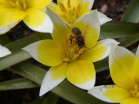 Tulipán pozdní (Tulipa urumiensis)