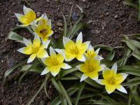 Tulipán pozdní (Tulipa urumiensis)