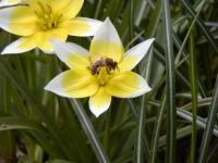 Tulipán pozdní (Tulipa urumiensis)