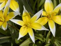 Tulipán pozdní (Tulipa urumiensis)