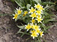 Tulipán pozdní (Tulipa urumiensis)