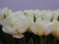 Tulipán 'Evita' - Plné pozdní tulipány