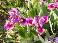 Kosatec nízký (Iris pumila)