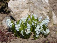 Puškinie (Puschkinia)