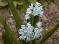 Puškinie (Puschkinia)